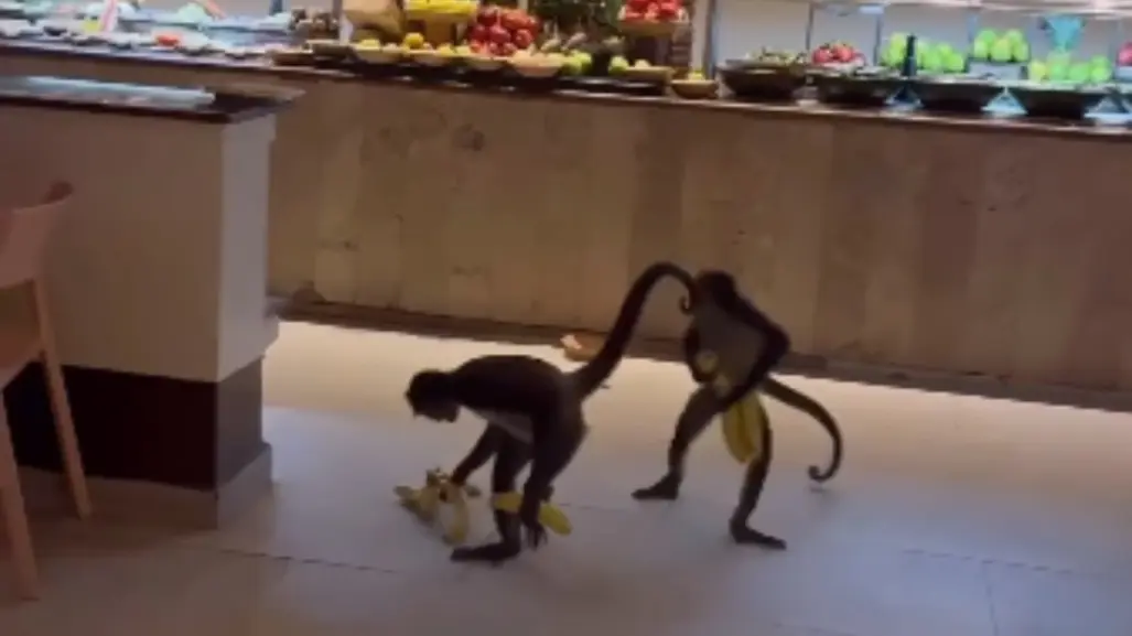 Monos son captados robando plátanos en el restaurante del hotel Sandos Caracol