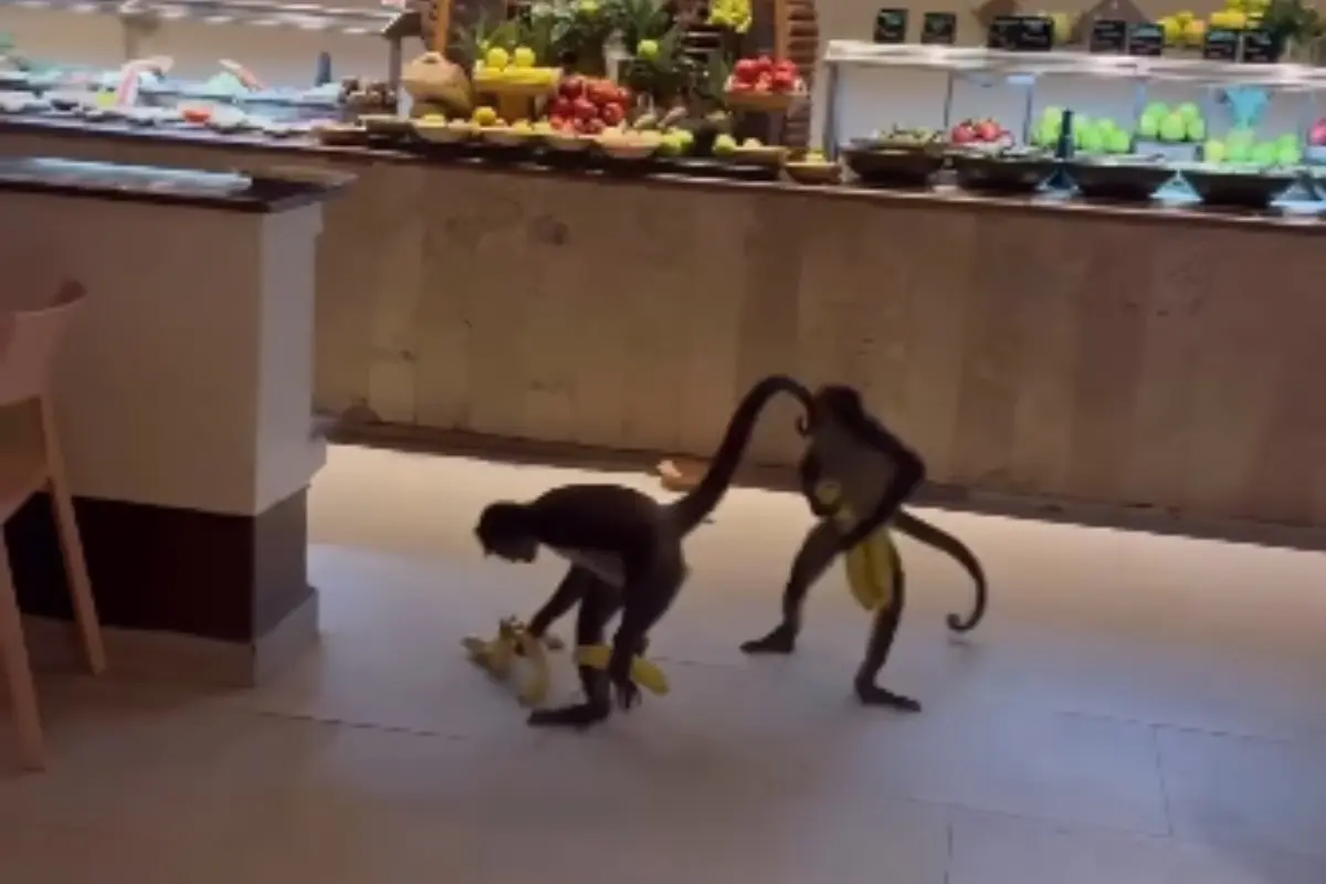 Los monos entraron al restaurante a robar plátanos Foto: Instagram @cancun.yates.y.tours