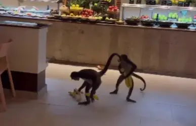 Monos son captados robando plátanos en el restaurante del hotel Sandos Caracol