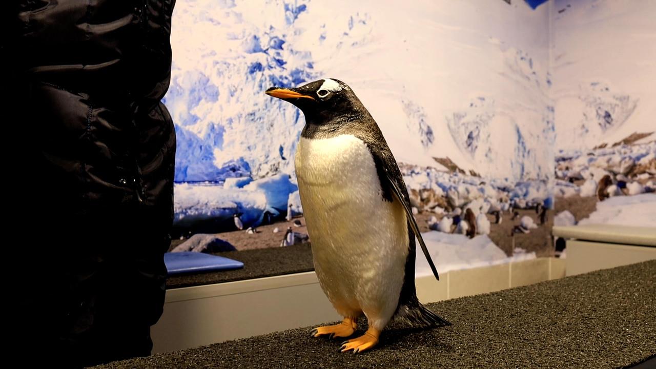 Pingüinos en el acuarioventura Sealand. Foto: Azael Valdés