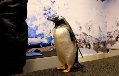 ¿Te gustaría interactuar con pingüinos?, en Sealand puedes vivir la experencia