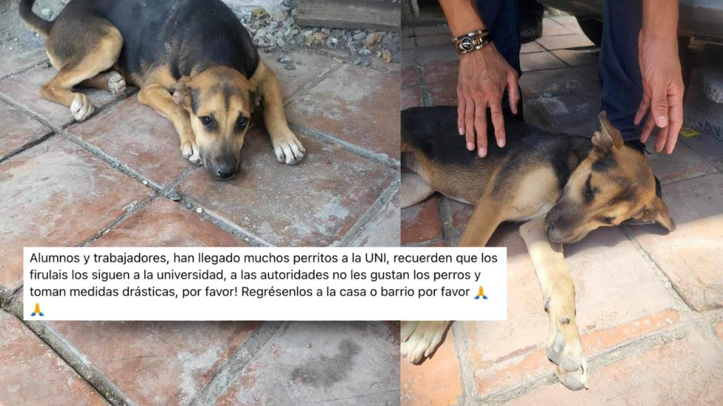 Sacrificio de perritos callejeros en Buenavista: Alerta Perrunos UAAAN