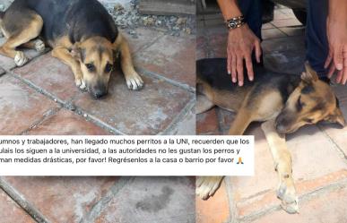 Sacrificio de perritos callejeros en Buenavista: Alerta Perrunos UAAAN