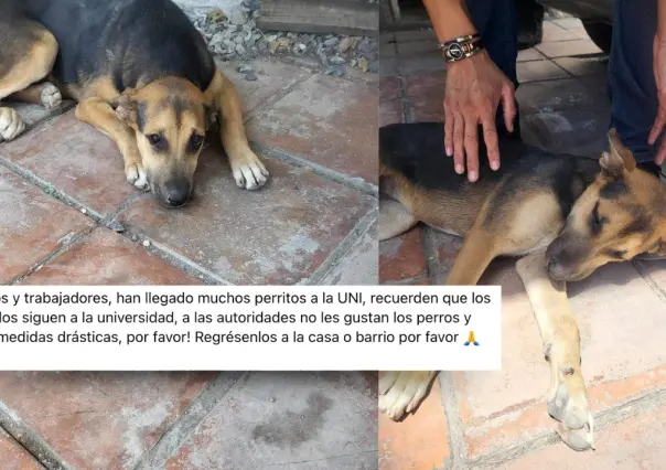 Sacrificio de perritos callejeros en Buenavista: Alerta Perrunos UAAAN