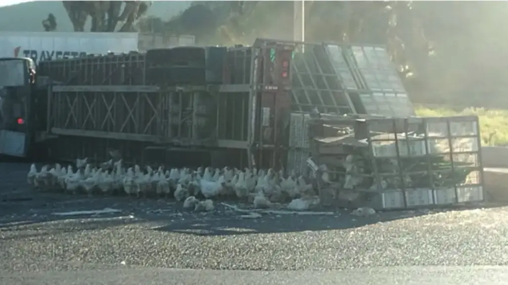 Vuelca tráiler en la carretera 57 al puro estilo de Pollitos en Fuga en Arteaga 