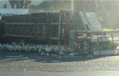 Vuelca tráiler en la carretera 57 al puro estilo de Pollitos en Fuga en Arteaga 