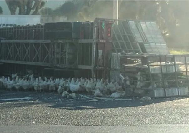 Vuelca tráiler en la carretera 57 al puro estilo de Pollitos en Fuga en Arteaga 