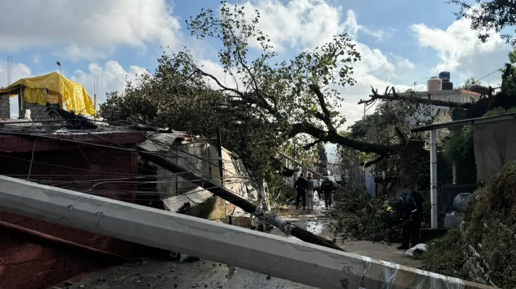 Cae árbol y derriba postes de luz, dañando 7 viviendas en Magdalena Contreras