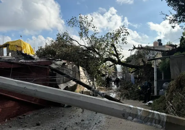 Cae árbol y derriba postes de luz, dañando 7 viviendas en Magdalena Contreras