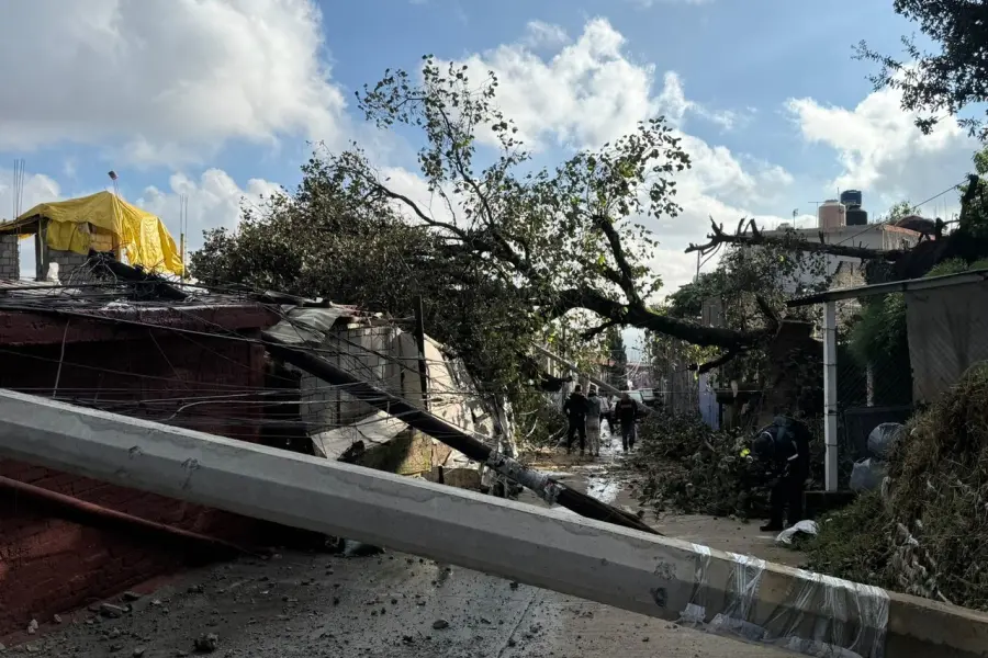 Cae árbol y derriba postes de luz, dañando 7 viviendas en Magdalena Contreras