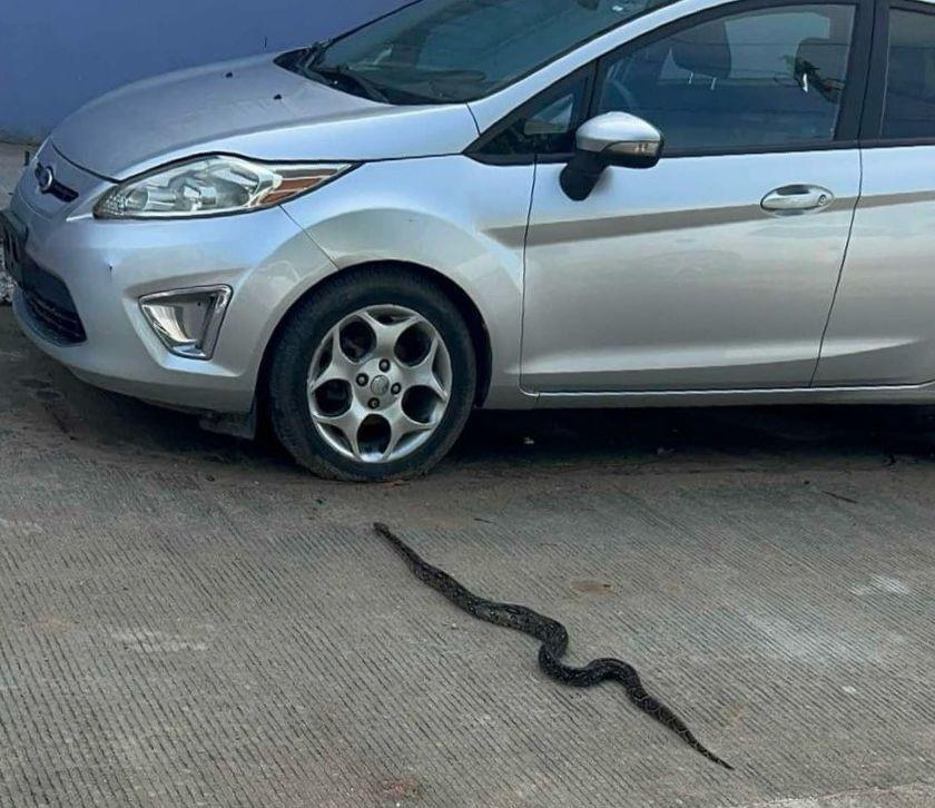 Con equipo especial, los voluntarios después de arduos trabajos lograron atrapar la enorme víbora y sacarla del vehículo Ford Fiesta, señalando que se trata aparentemente de una Boa Mazacuata, misma a la que se le apreciaba una lesión. Foto: Axel Hassel