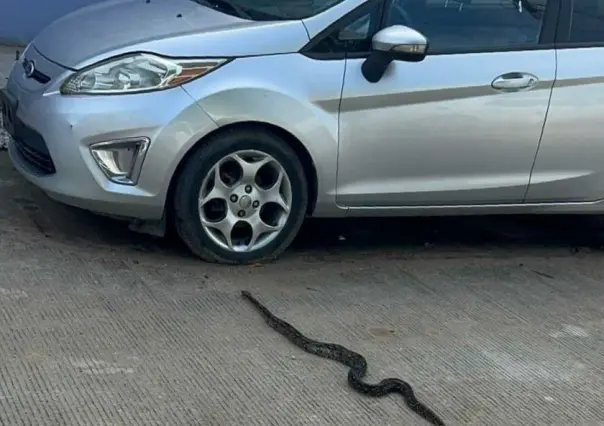 Encuentra boa mazacuata en su auto y le saca el susto de su vida