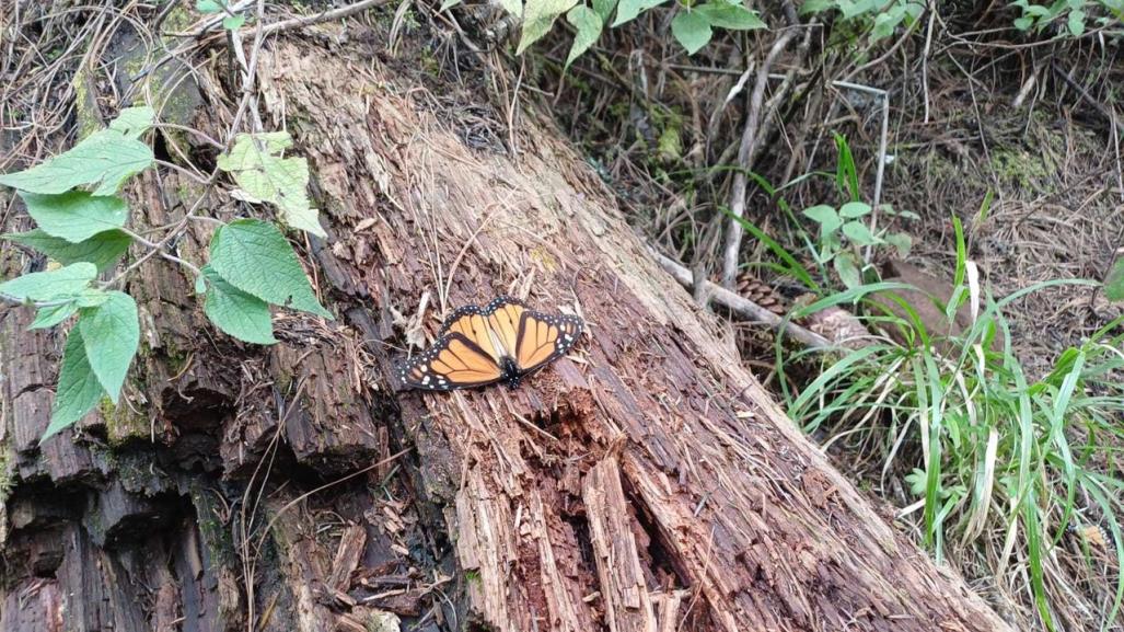 Podrían declarar emergencia fitosanitaria por plagas en bosques del Edomex