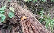 Podrían declarar emergencia fitosanitaria por plagas en bosques del Edomex