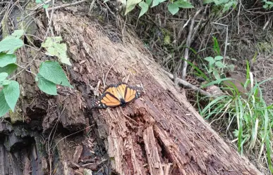 Podrían declarar emergencia fitosanitaria por plagas en bosques del Edomex