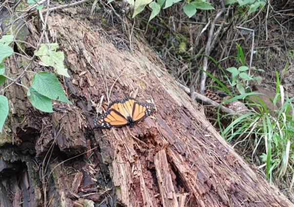 Podrían declarar emergencia fitosanitaria por plagas en bosques del Edomex