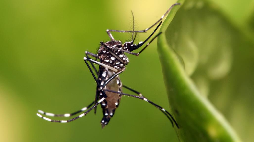 Aumento del dengue en BCS, la reaparición del serotipo 3 afecta todo el país