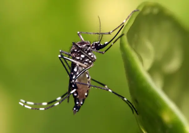 Aumento del dengue en BCS, la reaparición del serotipo 3 afecta todo el país