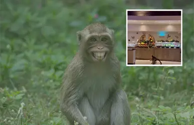 Monos malandrines: entrar sin invitación a hotel y se llevan plátanos (VIDEO)