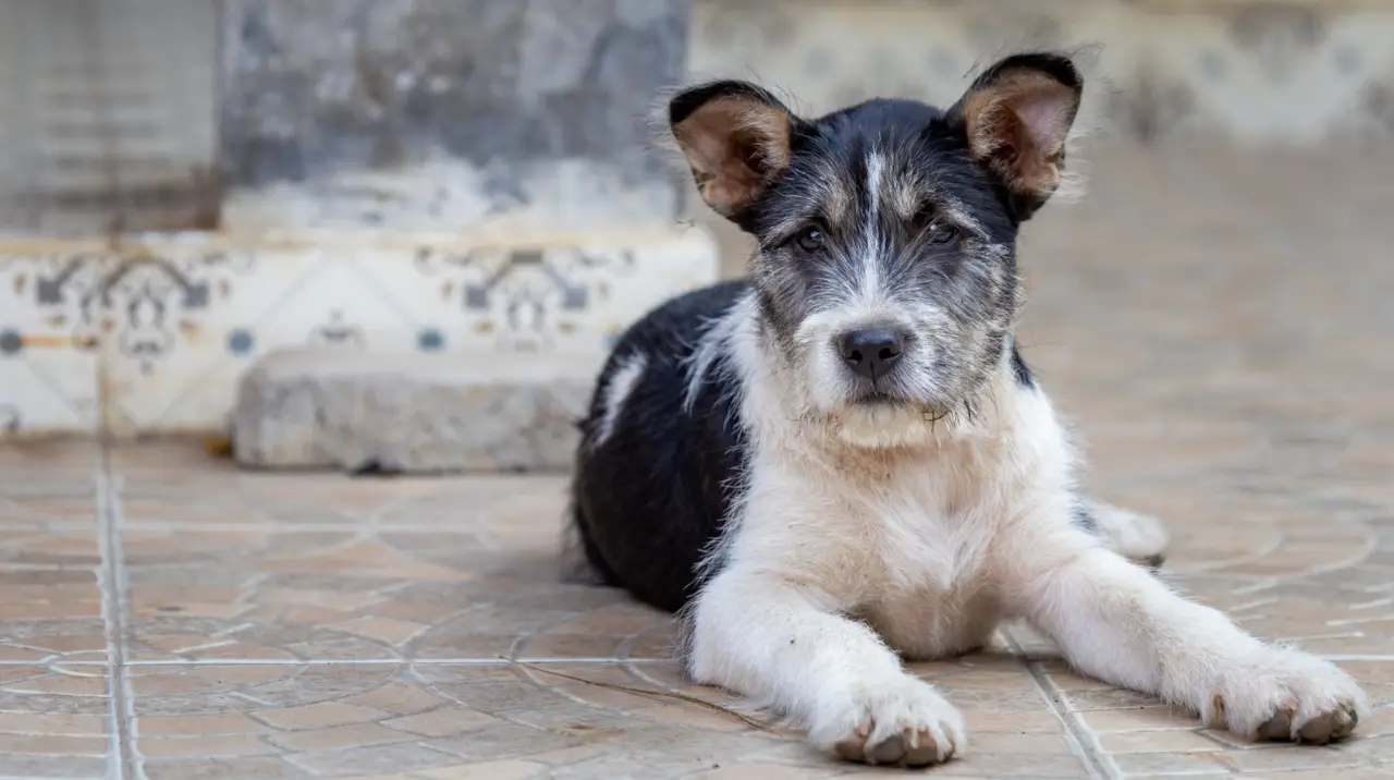 Abundan los perros callejeros en distintas colonias de Saltillo. (Fotografía: Canva)