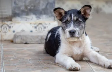 En pocos días, se pobló de perritos la colonia Buenavista en Saltillo