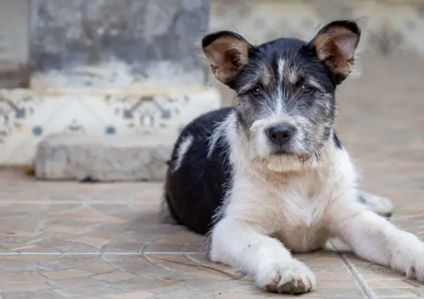 En pocos días, se pobló de perritos la colonia Buenavista en Saltillo