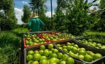 Precio del limón sube 43.1% en una semana en México por inseguridad en Michoacán