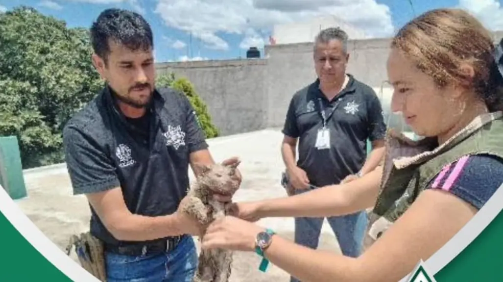 Policía Ambiental rescata a gatita del desagüe