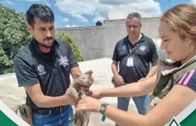 Policía Ambiental rescata a gatita del desagüe