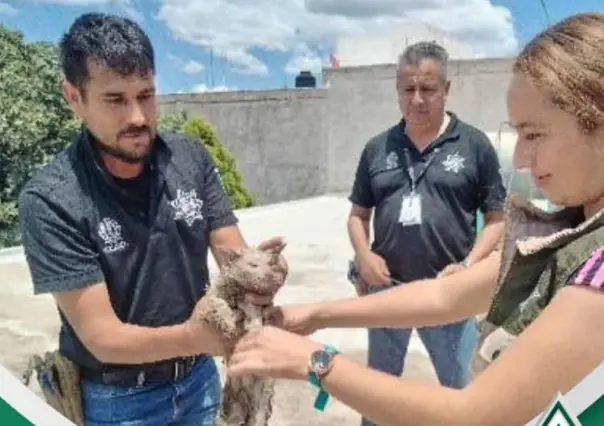 Policía Ambiental rescata a gatita del desagüe