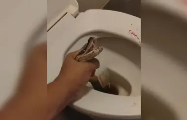 Pitón muerde a hombre en los genitales cuando estaba en el sanitario (VIDEO)