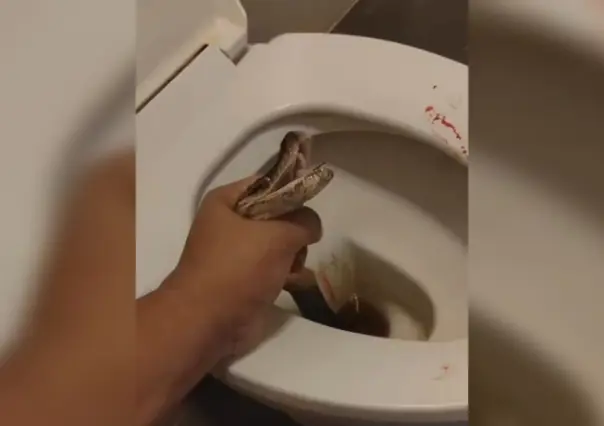 Pitón muerde a hombre en los genitales cuando estaba en el sanitario (VIDEO)