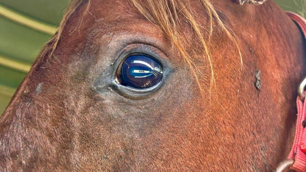 ¡Crueldad animal! Rescatan a caballo desnutrido y herido en Ixtapan de la Sal