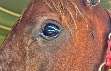 ¡Crueldad animal! Rescatan a caballo desnutrido y herido en Ixtapan de la Sal