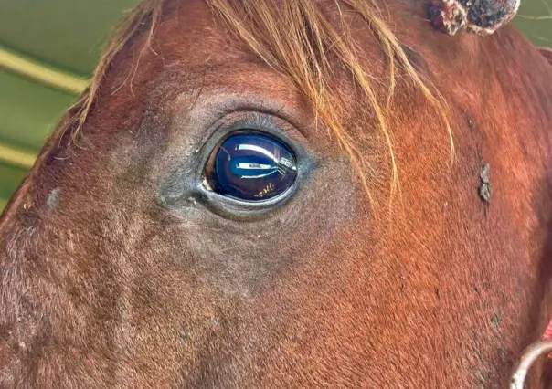 ¡Crueldad animal! Rescatan a caballo desnutrido y herido en Ixtapan de la Sal