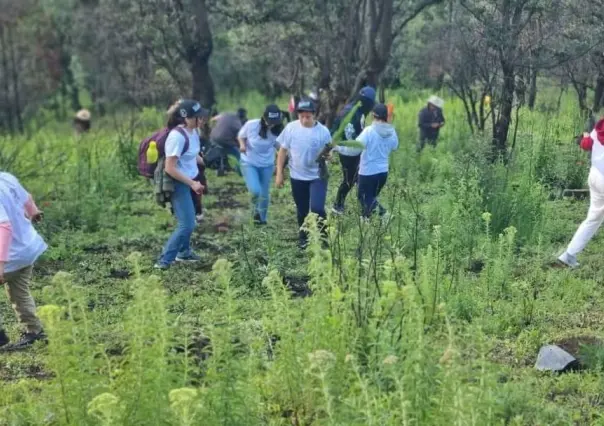 Lerma reforesta el paraje La Parra