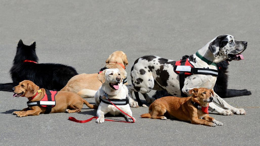 Congreso de CDMX aprueba registro de perros de asistencia y animales de terapia