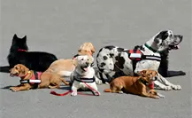 Congreso de CDMX aprueba registro de perros de asistencia y animales de terapia