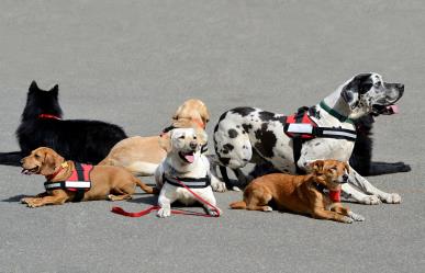 Congreso de CDMX aprueba registro de perros de asistencia y animales de terapia