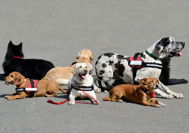 Congreso de CDMX aprueba registro de perros de asistencia y animales de terapia