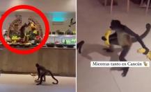 Monos roban plátanos en un hotel de la Riviera Maya