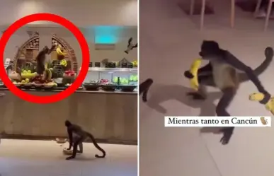 Monos roban plátanos en un hotel de la Riviera Maya