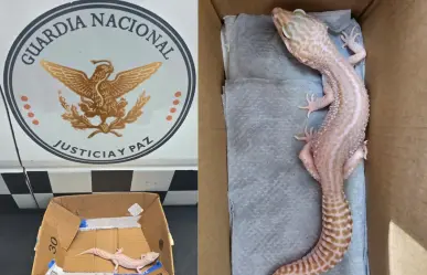 Guardia Nacional rescata un gecko leopardo en paquetería con destino a Zacatecas