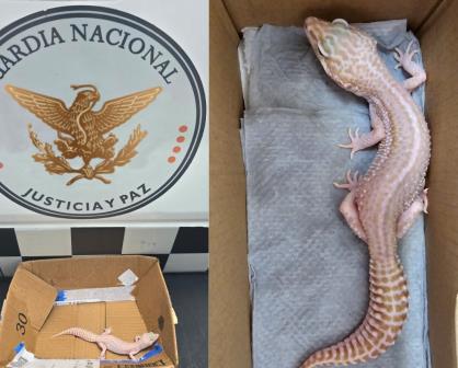 Guardia Nacional rescata un gecko leopardo en paquetería con destino a Zacatecas