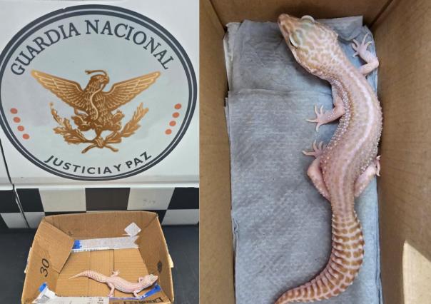 Guardia Nacional rescata un gecko leopardo en paquetería con destino a Zacatecas