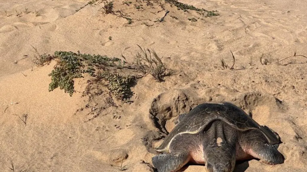 Rescatan más de 21 mil huevos de tortuga Golfina en primera anidación masiva