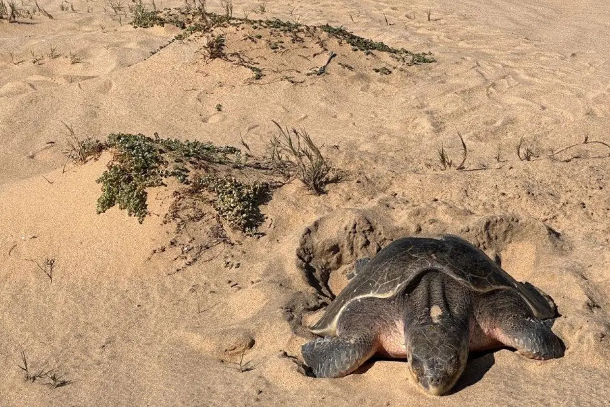 Tortuga Golfina en Los Cabos. Foto: Ayuntamiento de Los Cabos