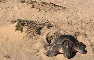 Rescatan más de 21 mil huevos de tortuga Golfina en primera anidación masiva