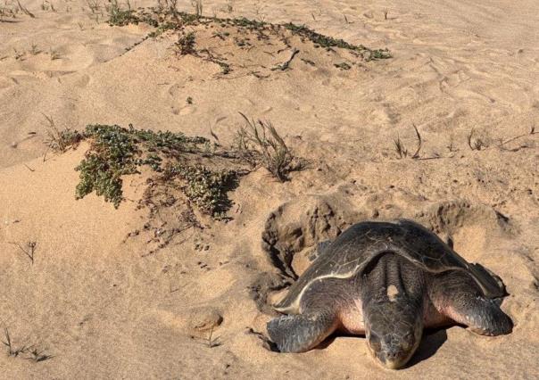 Rescatan más de 21 mil huevos de tortuga Golfina en primera anidación masiva