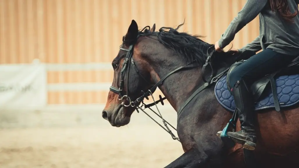 ¡Invitan a Cabalgata Amigos! Partirá de Múzquiz a Sabinas